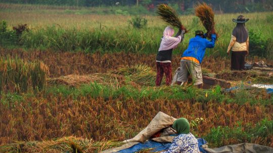 A diferença entre quem planta e quem colhe na Black