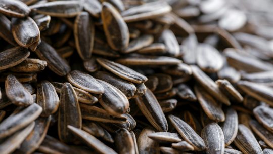 Primeira venda: o marco que valida e sustenta novos negócios digitais